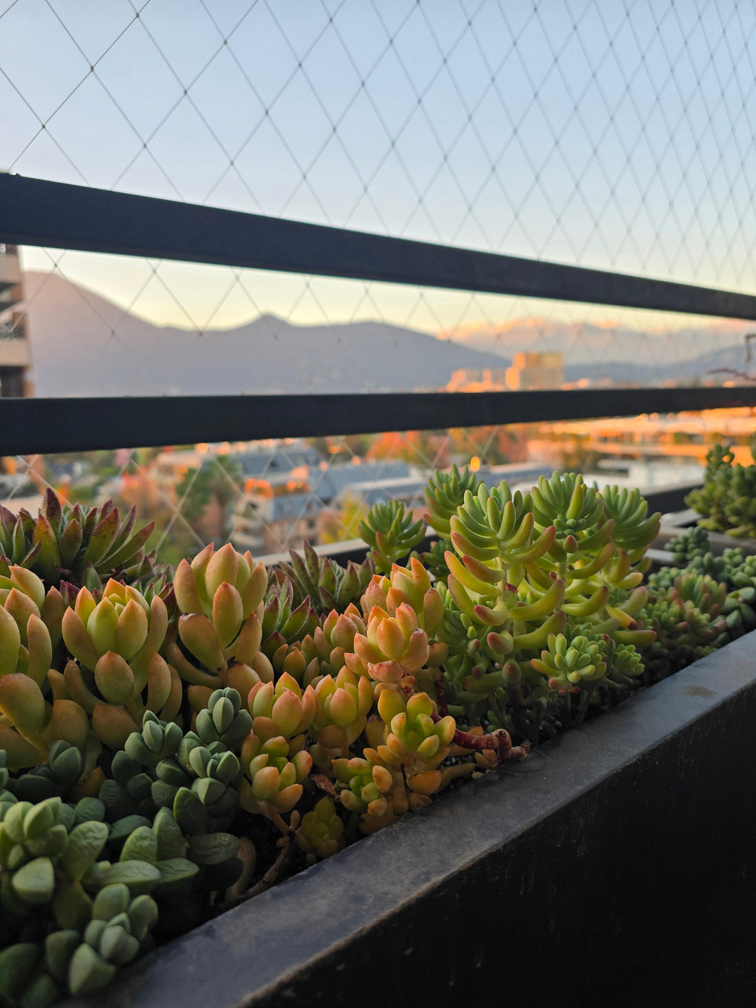 El dilema de la jardinera: plantar directo o usar maceteros?