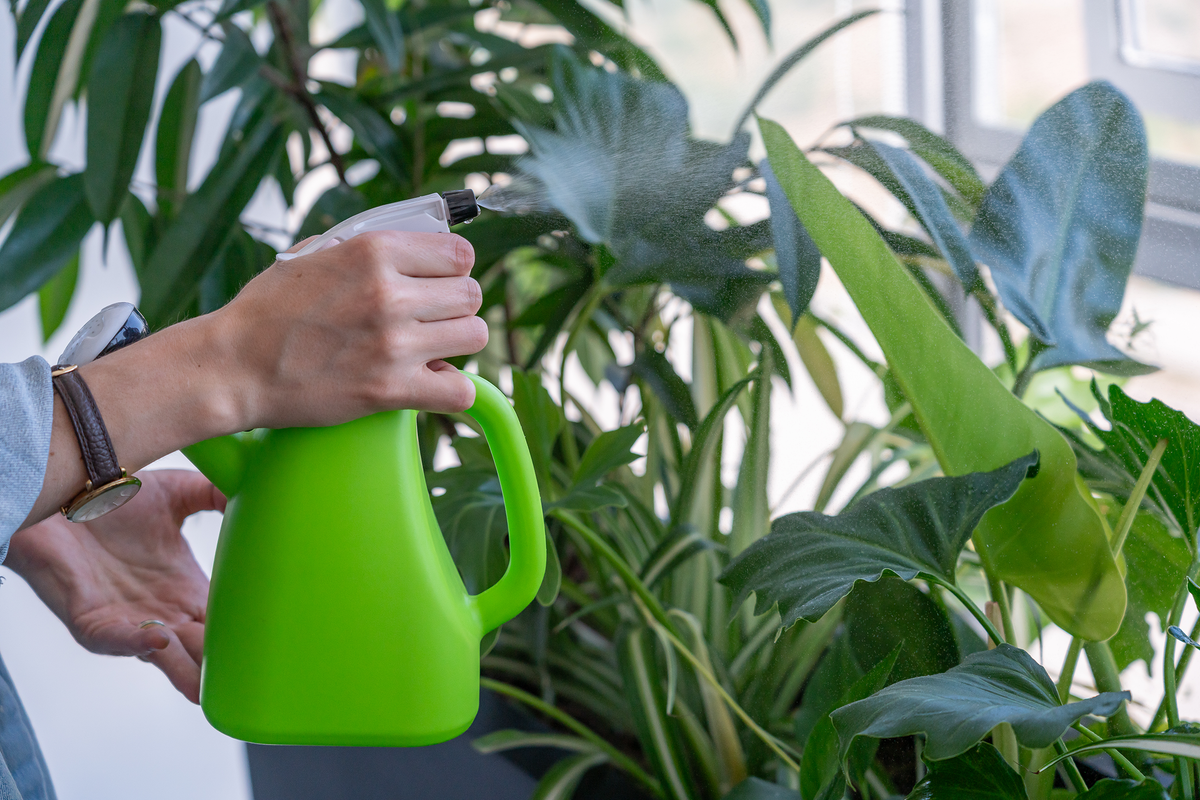 Mantención de plantas en maceteros en espacio corporativo de Santiago