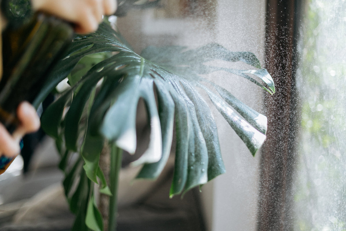 Cuidado de plantas en maceteros por Casa Olivo